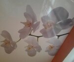 белый натяжной потолок фотопечать цветы